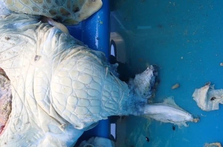 Tortue verte récupérée à Saint-Paul par Kélonia