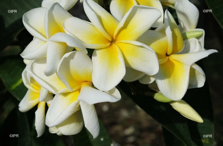 fleurs 