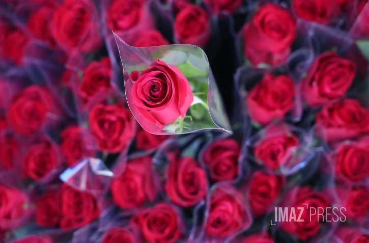 fleur rose 