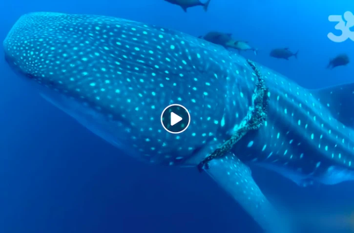 Requin-baleine au large du Mexique 