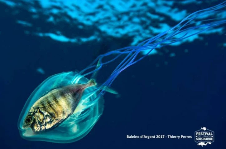 Festival de l\'image sous-marine 2017