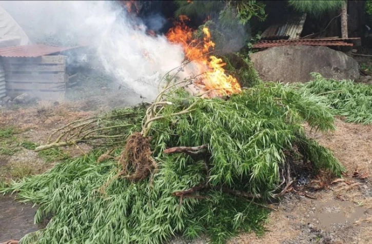  Neuf plantations de zamal détruites par la gendarmerie 
