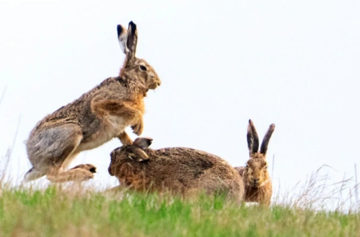 Le lapin a la faculté de s'étendre rapidement: jusqu'à 7 portées annuelles, de 5 lapereaux en moyenne chacune, et une maturité sexuelle dès l'âge de 3-4 mois