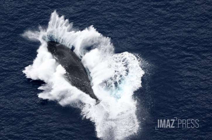 baleines septembre 2023