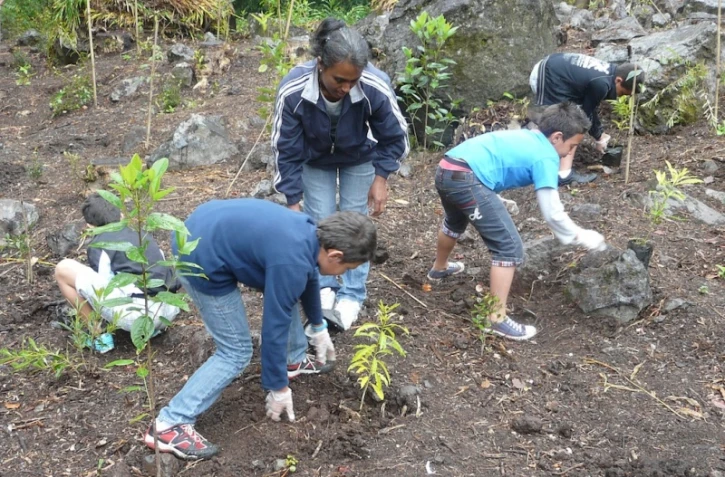 Replantation Salazie