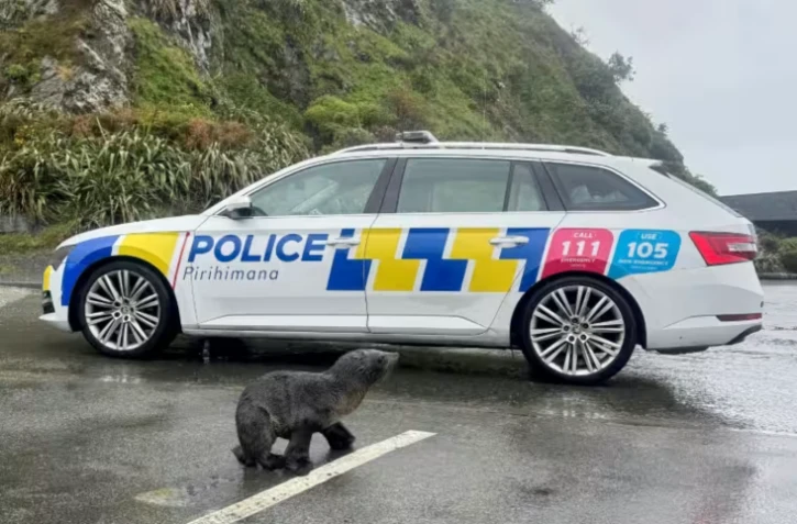 Cette photo prise le 27 septembre 2026 et diffusée le 28 septembre par la police néo-zélandaise montre un phoque traversant une route à Wellington ( NEW ZEALAND POLICE / Handout )