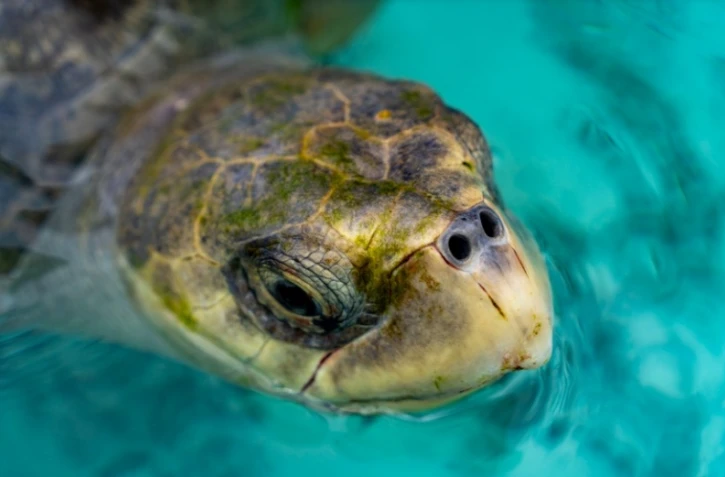 Les journées réunionnaises des tortues marines ont lieu ce week-end à Kélonia