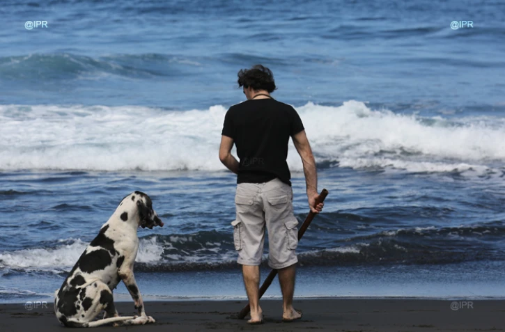 Chien à la plage