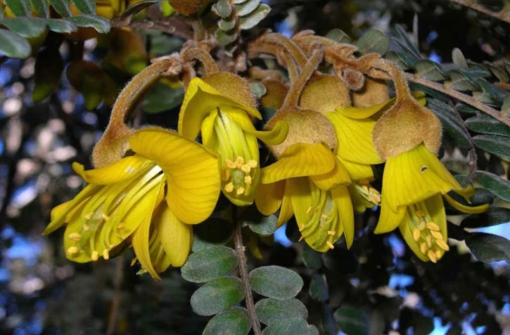 Flore exceptionnelle 