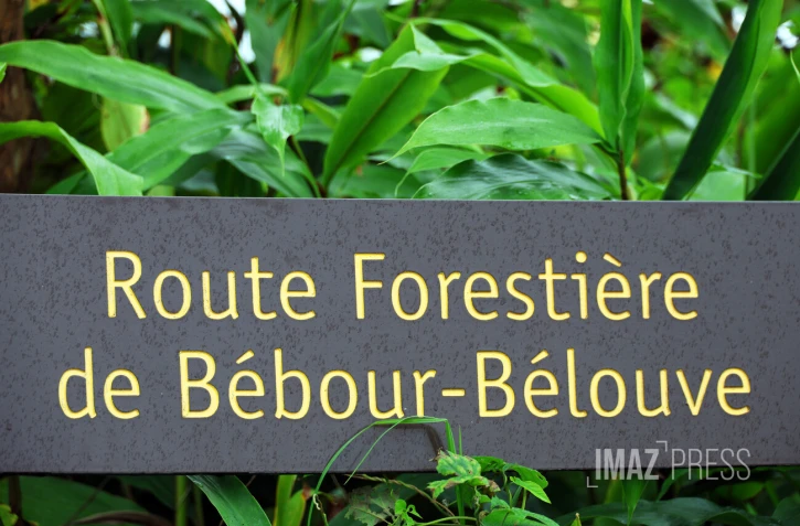 forêt de bébour bélouve