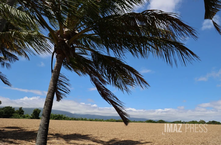 paysages cocotiers 