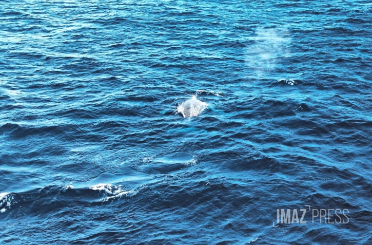 baleine à saint pierre