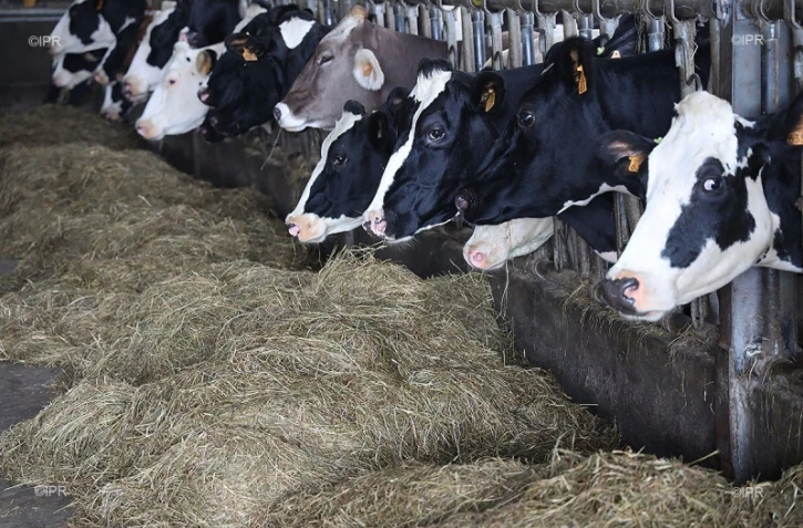 vaches en étable