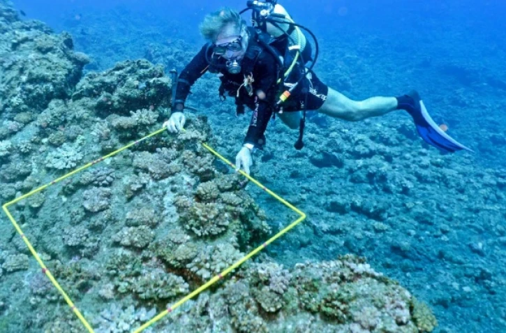 Le miracle de la colonisation corallienne