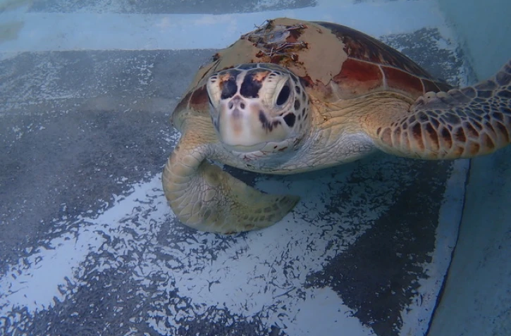 Choc avec un bateau : la tortue Choka se remet doucement