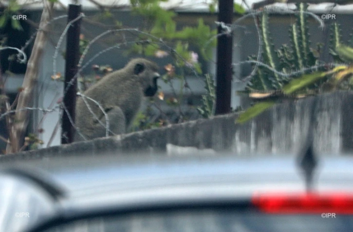 Ils tentent de capturer un singe, au Port