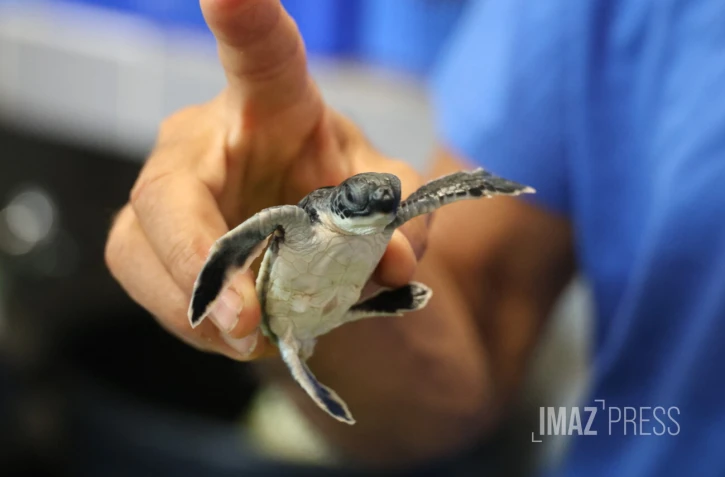 Bébés tortues