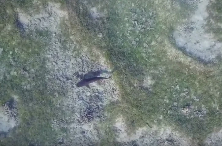 Requin juvénile de l\'Ermitage