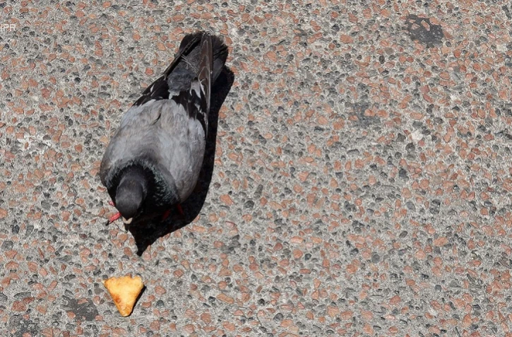 l'histoire du pigeon