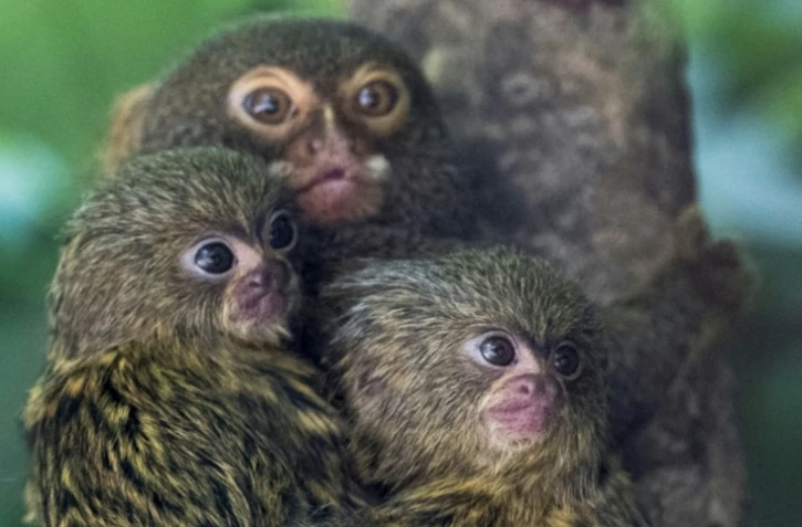 Des ouistitis au zoo de Mulhouse dans l'Est de la France, en juin 2020 ( AFP / SEBASTIEN BOZON )