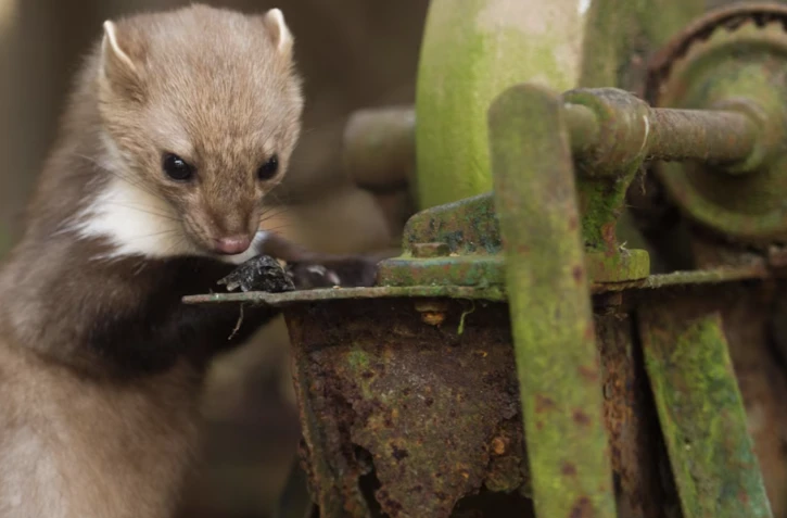 Le Conseil d'Etat a annulé le classement en espèces nuisibles de la fouine en Dordogne, Eure-et-Loir, Isère, Seine-Maritime et Rhône