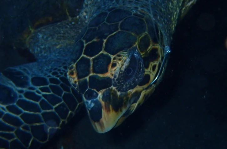 Cap Lahoussaye : la tortue Honu photographié avec un hameçon dans le bec