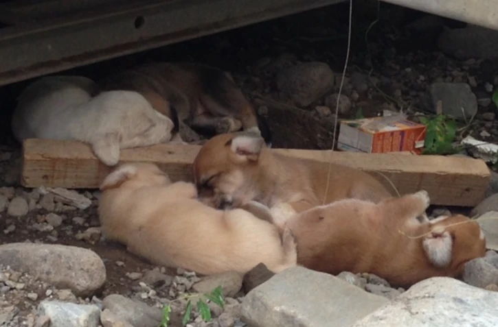 Une chienne et ses chiots en danger Ă Sainte-Clotilde