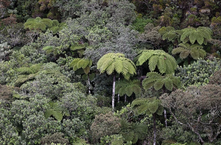 illustrations photos