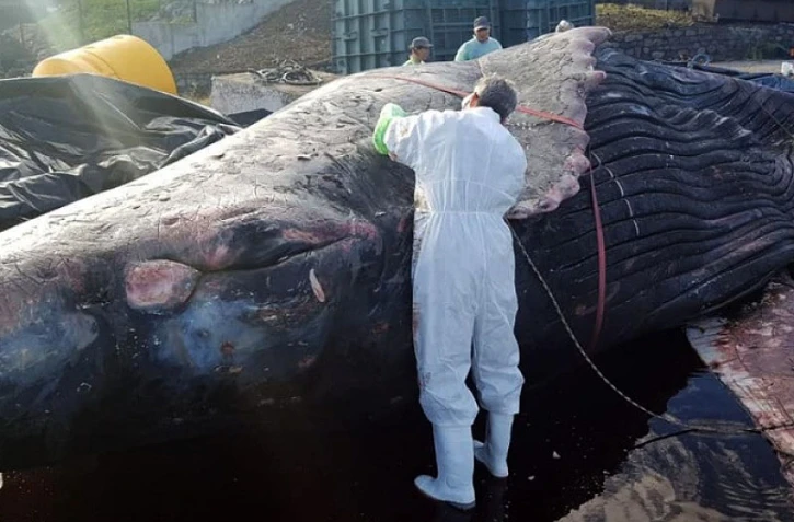 Baleineau, Billy, autopsie, échoué, baleine juvénile