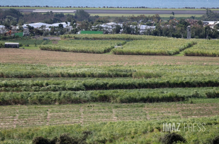 agriculture canne sainte-marie