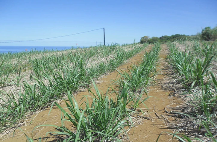 Paille dense pour protéger les sols