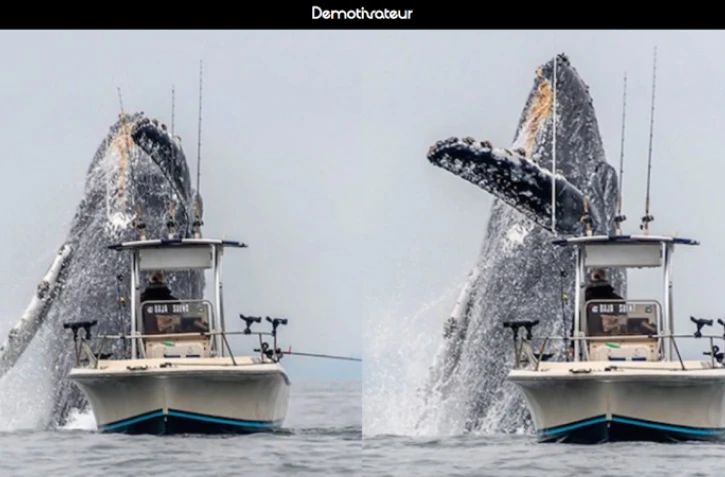 Une baleine à bosse saute à quelques mètres d'un bateau de pêcheur