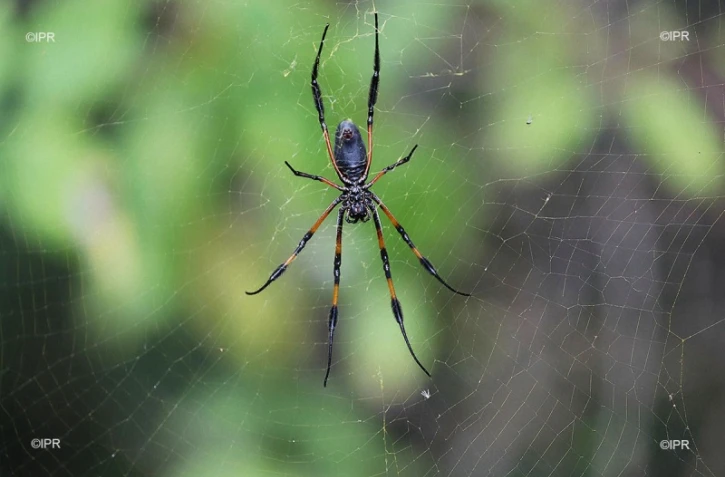 Araignée 