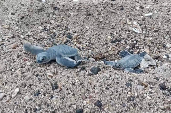 Kélonia : une centaines de petites tortues vertes ont emmergé du sable de la plage artificielle