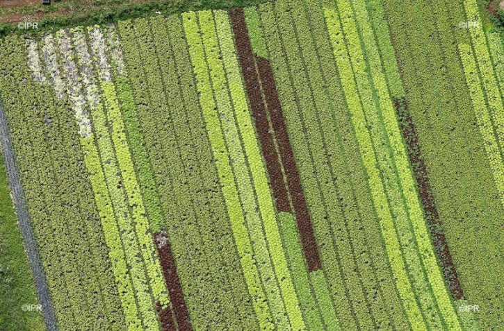 salades 