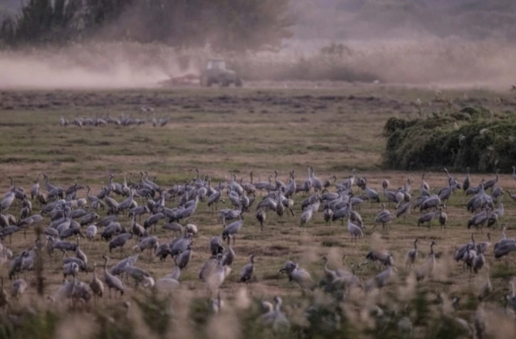 Dans la vallée de la Houla (nord d'Israël), la nature paie un lourd tribut à la guerre entre le Hezbollah et l'armée israélienne, le 29 octobre 2024 ( AFP / Menahem Kahana )