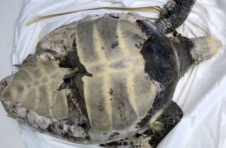 Une nouvelle tortue retrouvée morte