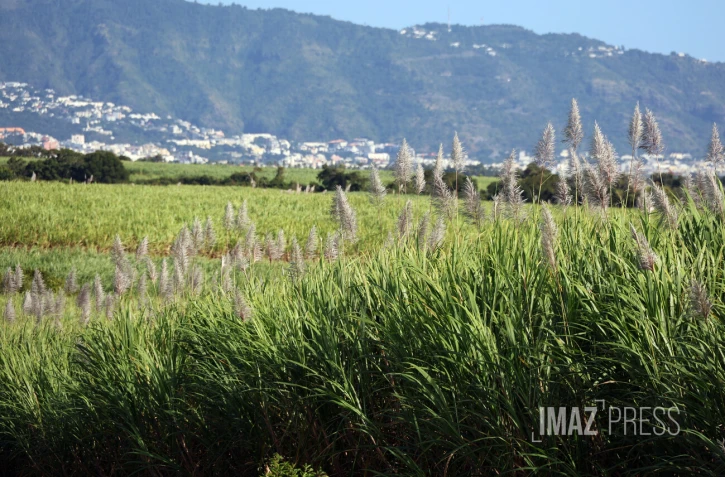 cannes à sucre 