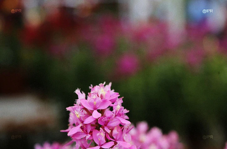 salon Flore et halle