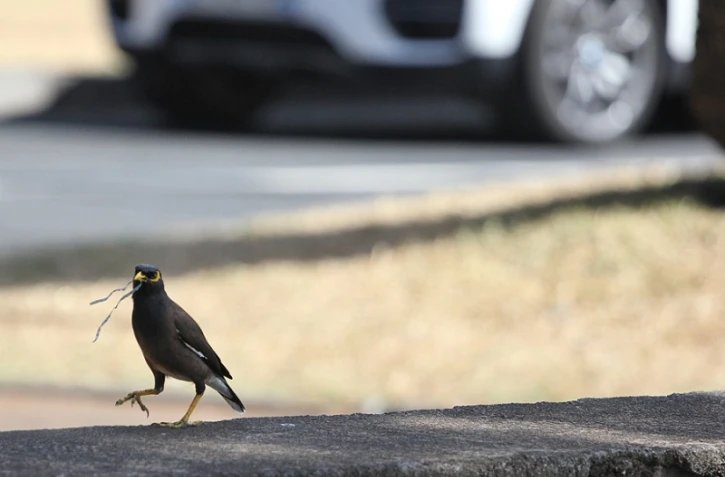 Oiseaux dans la Ville Urbaine