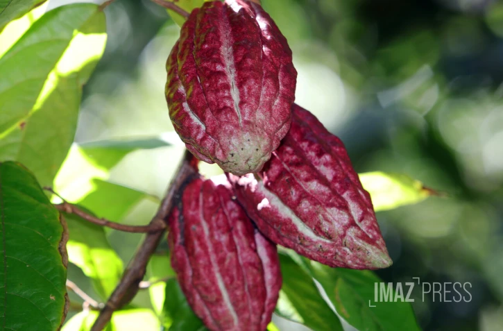 cacao péi 