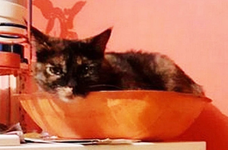 Après un an de cavale, Kiwi retrouve enfin sa propriétaire