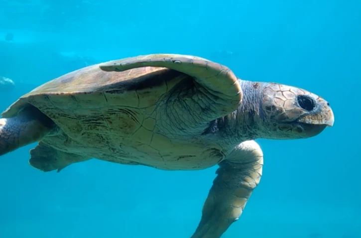 La tortue Tina a quitté les eaux iraniennes pour rejoindre le Sud des Emirats Arabes unis