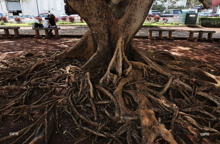 Arbres 