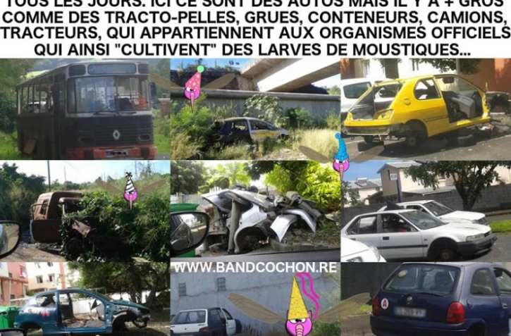 band cochon carcasse