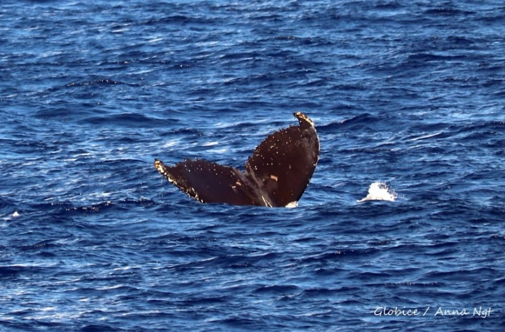 Globice : de nombreuses baleines à bosse observées dans le Sud de l'île