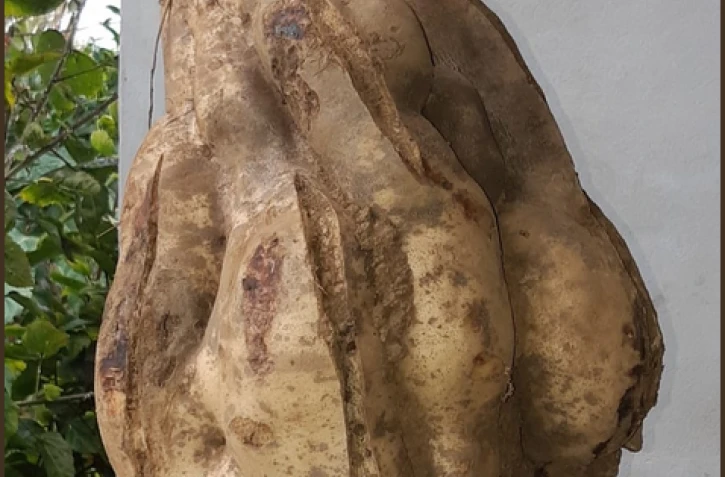 Patate douce de 7,420 kg