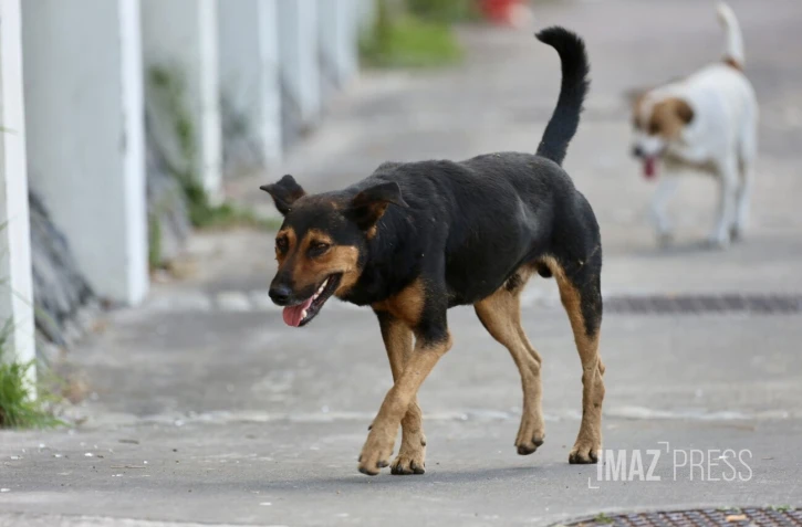 chien errant 