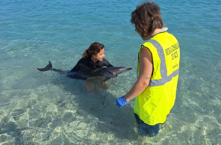 Saint-Gilles : retrouvé échoué aux Roches-Noires, un dauphin juvénile a pu regagner l'océan