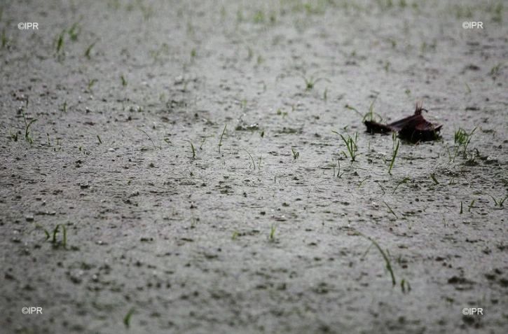 Pluie